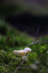 Mushroom in the forest
