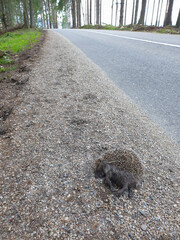 Obraz premium Dead animal victim killed by car on mountain road