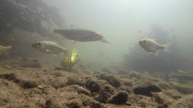 Fishes in river underwater, gudgeon, common nase, sneep , sunbleak, chub, мountain river under water, shallow water, river current, small fishes, underwater plants, stone bottom