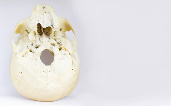 bottom view of base of the human skull showing maxilla and foramen magnum for anatomy in isolated white background.