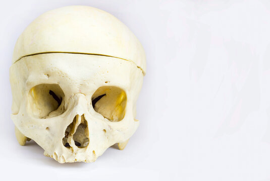 front anatomical view of human skull bone with the vault of the skull seperated by saw and without mandible in isolated white background with space for text