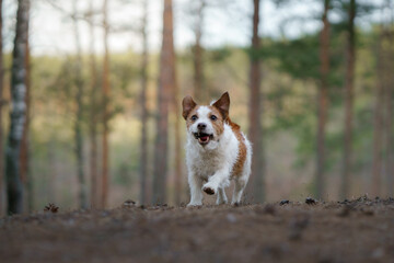 dog runs in a pine forest. little active jack russell in nature