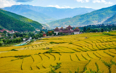 Bhutan, Tashichho Dzong in Thimphu. Surrounded by yellow rice fields, River and mountains