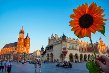 Old town in Krakow, Poland, Rynok square. A sunflower flower is like the sun on a clear, warm day. Tourist place, advertising