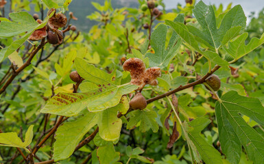fig tree with ripe fruits Sardinia, Italy
