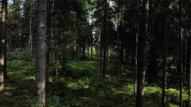 drone flying through dark creepy mystical forest path with alot of bushes and shadows , raw unedited