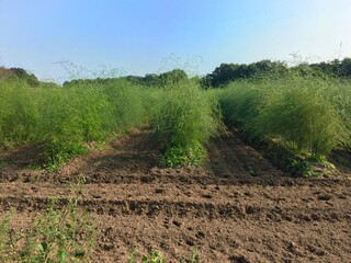 Obraz premium Landwirtschaft: Spargel, Spargelfeld nach der Ernte 