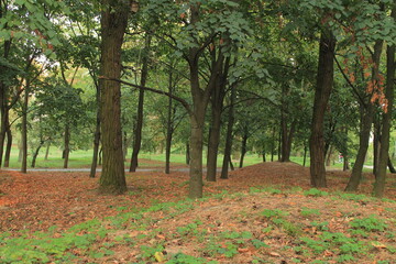 Naklejka premium Autumn forest