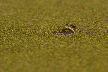 The moor frog (Rana arvalis) guarding its spawn in water covered with duckweed (Lemna minor)