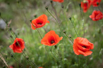 Red poppy meadow and green grass. Country landscape. Colorful summer background.