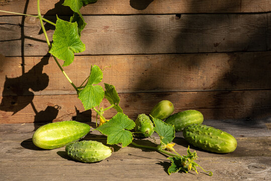 cucumber lash creeping on a plank background with fruits