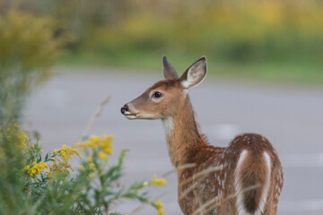 white-tailed deer (Odocoileus virginianus) in summer