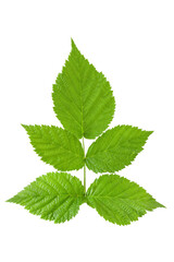 Naklejka na ściany i meble Raspberry green leaves isolated on white background
