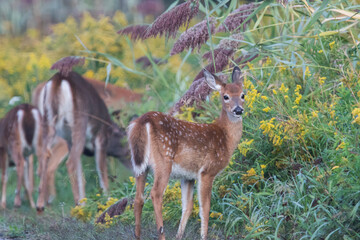white-tailed deer (Odocoileus virginianus) in summer