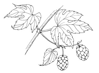 graphic ink hand drawing of a sprig of hops with leaves and cones