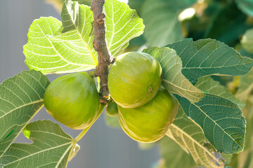 Bunch of green figs on a fig tree. 