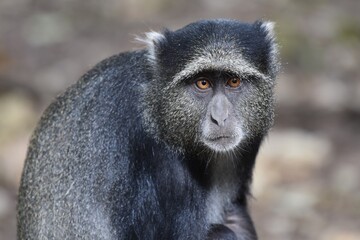 Serengeti National Park, Tanzania: Close-up of Blue monkey