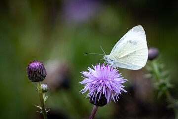 Butterfly on Wildflower