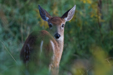 white-tailed deer (Odocoileus virginianus) in summer
