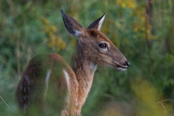 white-tailed deer (Odocoileus virginianus) in summer