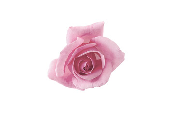 one open pink rose flower isolated on a white background.