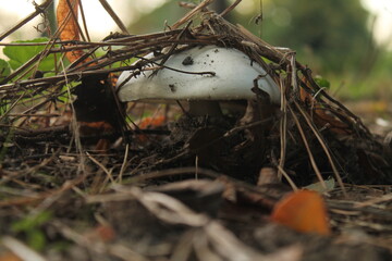 Mushroom under the leaves