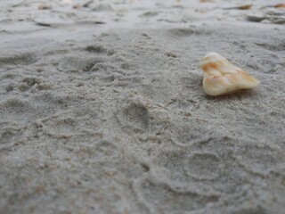 Seashell on the Beach
