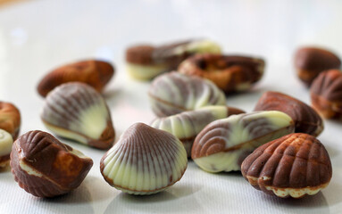 sea shell shaped assorted belgian chocolates in white backgroundsea shell shaped assorted belgian chocolates in white background.close up macro image.