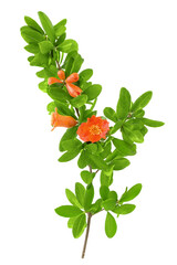 Beautiful Pomegranate (Punica granatum) tree branch with blooming red flowers and leaves isolated...