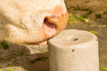 Cow licking a salt stone