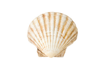 One empty shell Mediterranean scallop (Pecten jacobaeus) isolated on a white background