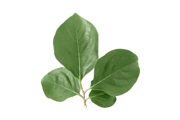 organic  branch of green leaves Persimmon (Diospyros)  isolated on white background.