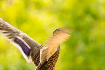 Wild ducks flapping their wings just before flying