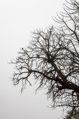 Fototapeta na wymiar Birds at Top Of Tree at Foggy Sky