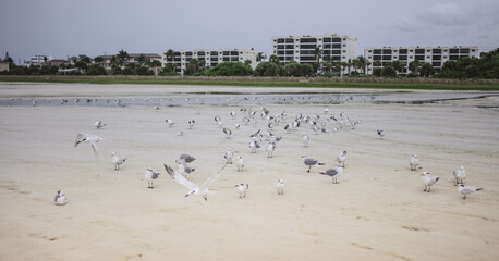 birds on the beach is siesta key beach in the west coast of Florida after Storm sandy passed by 