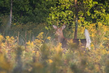white-tailed deer (Odocoileus virginianus) in summer
