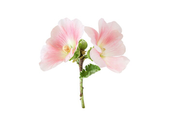 Beautiful pink lavatera olbia Rosea flowers isolated on a white background.