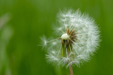Closeup of a common dandelion