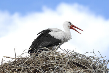 One European white stork (Ciconia ciconia) in the nest.