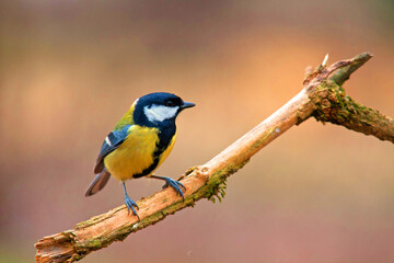 règne animal