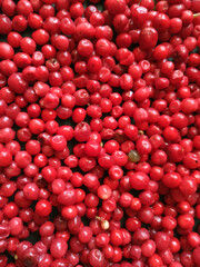 Harvest of schizandra berries on black background