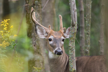 white-tailed deer (Odocoileus virginianus) in summer