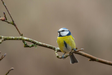 Fototapeta premium règne animal