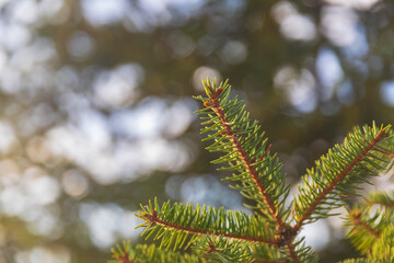 Beautiful branch of a Christmas tree in nature