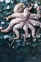 close-up view of octopus with ice on grey background 