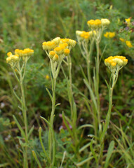 In the wild, the blooms immortelle (Helichrysum arenarium)