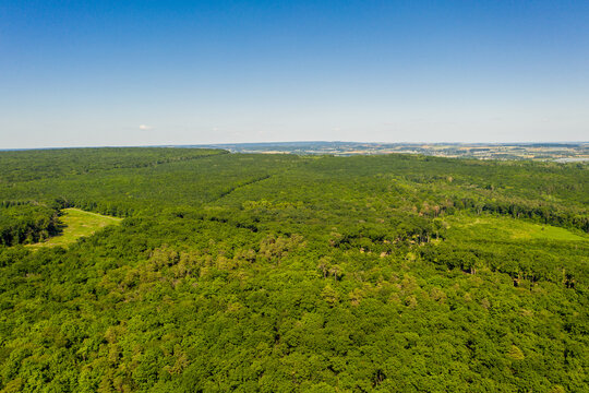 For&ecirc;t solognote