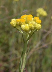 In the wild, the blooms immortelle (Helichrysum arenarium)