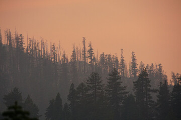 Sehr dunstige und rauchige Aussicht auf Kiefern auf einem Berg bei Sonnenuntergang, während der Waldbrandsaison in Kalifornien