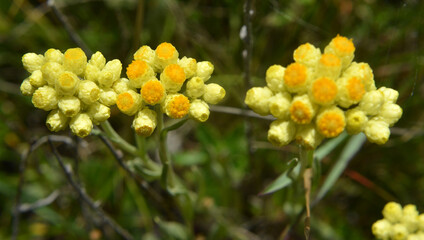 In the wild, the blooms immortelle (Helichrysum arenarium)